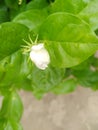 Beautiful white mogra flower with green leaf.