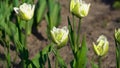 Beautiful white Mondial tulips blooming in spring garden. Fresh flowers in blossom shaking on wind