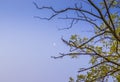 Beautiful white moon during the daytime. Moon in the daytime on a clear blue sky, surrounded surrounded by branches and green Royalty Free Stock Photo