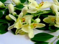 Beautiful white moringa / Drumstick flower Royalty Free Stock Photo