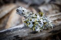 Beautiful white moss with long hands on the dry gray branch of a fallen tree on blurry background Royalty Free Stock Photo