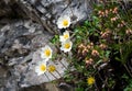 White Mountain Anemome Grows Beneath Rocks