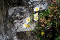 White Mountain Anemome Grows Beneath Rocks