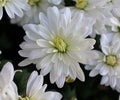 Beautiful White Mum in bloom