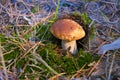 Beautiful white mushroom in the autumns forest