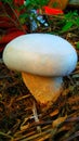 Beautiful White mushroom