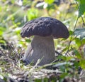 Beautiful white mushroom or boletus edulis from the genus of boletus mushrooms Royalty Free Stock Photo