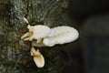 A beautiful white mushroom tree wood