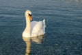 Beautiful white  mute swan Royalty Free Stock Photo