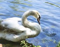 Beautiful white mute swan on blue water with sun glare Royalty Free Stock Photo