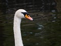 Beautiful white Mute swan / Cygnus olor portrait against a dark water background Royalty Free Stock Photo