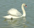 A beautiful white Mute Swan swimming gracefully in a Florida lake. Royalty Free Stock Photo