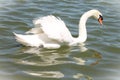 A beautiful white Mute Swan swimming majestically in a small Florida lake. Royalty Free Stock Photo