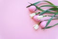 Easter eggs and spring flowers narcissi on pink background