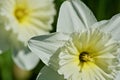 Beautiful white narcissus flowers