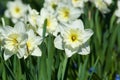 Beautiful white narcissus flowers Royalty Free Stock Photo