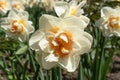 Beautiful white narcissus terry flower with yellow core blooming in the spring garden, close up Royalty Free Stock Photo