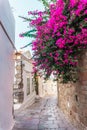 Street with pink blossom in white village Lindos, Rhodes, Greece Royalty Free Stock Photo