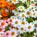 Beautiful white Narrowleaf Zinnia or Classic Zinnia flowers