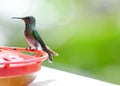 White-Necked jacobin, Female Royalty Free Stock Photo