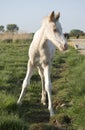 Beautiful white newborn foal
