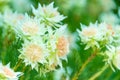 White Nigella Damascena or Love-In-The-Mist flowers sometime call ragged lady, devil in the bush garden Royalty Free Stock Photo