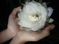 Beautiful white night queen flower blossom in hands on dark background. Midnight flower. Midnight flower in bloom.