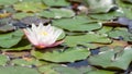 Beautiful white Nymphaea flower on surface of pond