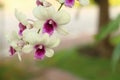 Beautiful white Ochid flowers