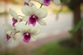 Beautiful white Ochid flowers.