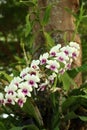 Beautiful white Ochid flowers