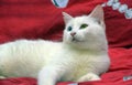 White odd-eyed cat on a red background Royalty Free Stock Photo