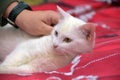 White odd-eyed cat on a red background Royalty Free Stock Photo