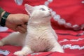 White odd-eyed cat on a red background Royalty Free Stock Photo