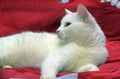 White odd-eyed cat on a red background Royalty Free Stock Photo