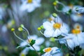 Beautiful white orange flowers with blurry background in spring