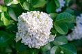 Beautiful white orange jasmineMurraya paniculata flowers blooming and fragrant in garden, Royalty Free Stock Photo