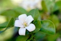 Beautiful white orange jasmineMurraya paniculata flowers blooming and fragrant in garden Royalty Free Stock Photo