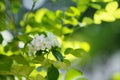 Beautiful white orange jasmineMurraya paniculata flowers blooming and fragrant in garden Royalty Free Stock Photo