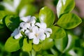 Beautiful white orange jasmineMurraya paniculata flowers blooming and fragrant in garden Royalty Free Stock Photo