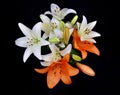 Beautiful white and orange lily flower top view stock images