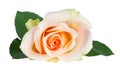 Beautiful white and orange Rose Rosaceae isolated on white background, including clipping path and without shadow Royalty Free Stock Photo