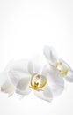 Beautiful white orchid on a white background. Royalty Free Stock Photo