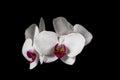 Beautiful white Orchid on black background Royalty Free Stock Photo