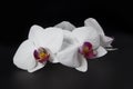 Beautiful white Orchid on black background Royalty Free Stock Photo