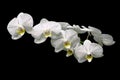 Beautiful white orchid branch over black background Royalty Free Stock Photo