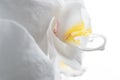 Beautiful White Orchid Flower around white background. extrime macro shot