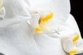 Beautiful White Orchid Flower around black background. extrime macro shot