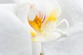 Beautiful White Orchid Flower. extrime macro shot