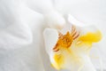 Beautiful White Orchid Flower. extrime macro shot Royalty Free Stock Photo